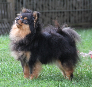 Pichu von Chandrapura (black and tan)